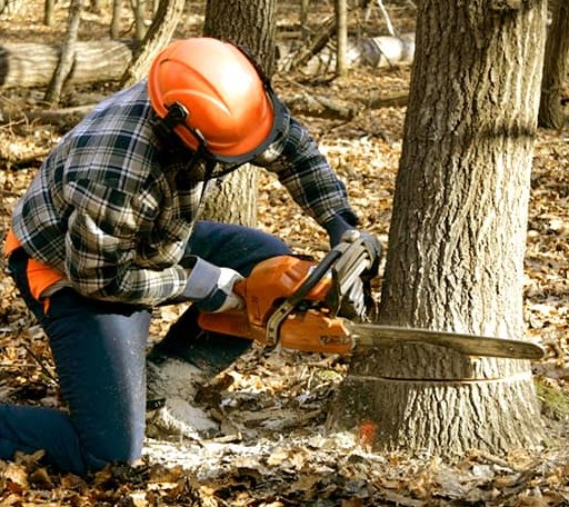 Tree Removal in Centralia, KS
